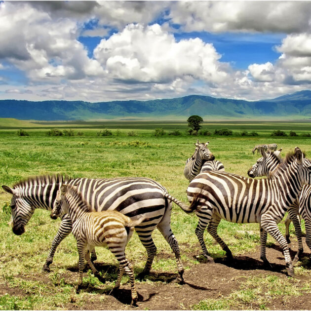 2- Days -Tarangire -and- Ngorongoro- Crater