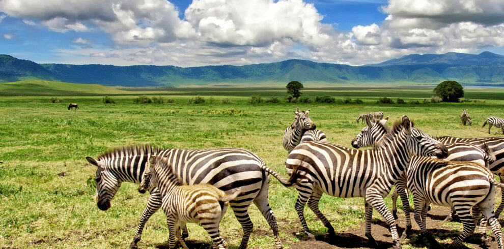 2- Days -Tarangire -and- Ngorongoro- Crater
