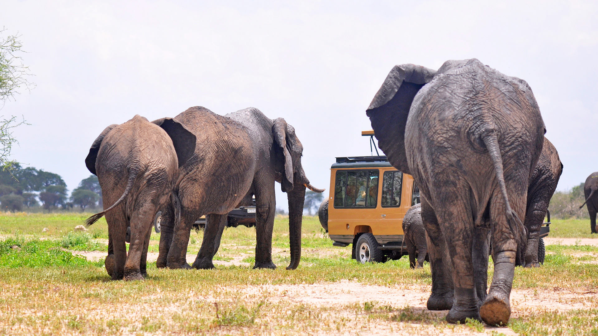 2 Days Tarangire and Ngorongoro Crater Safari