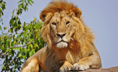 3 Days Serengeti and Ngorongoro Crater