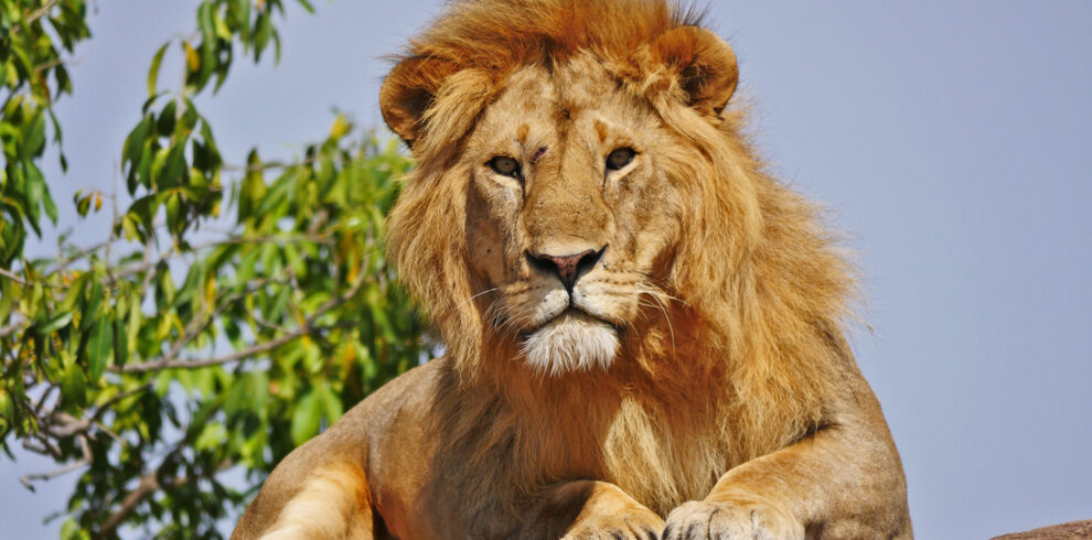 3 Days Serengeti and Ngorongoro Crater