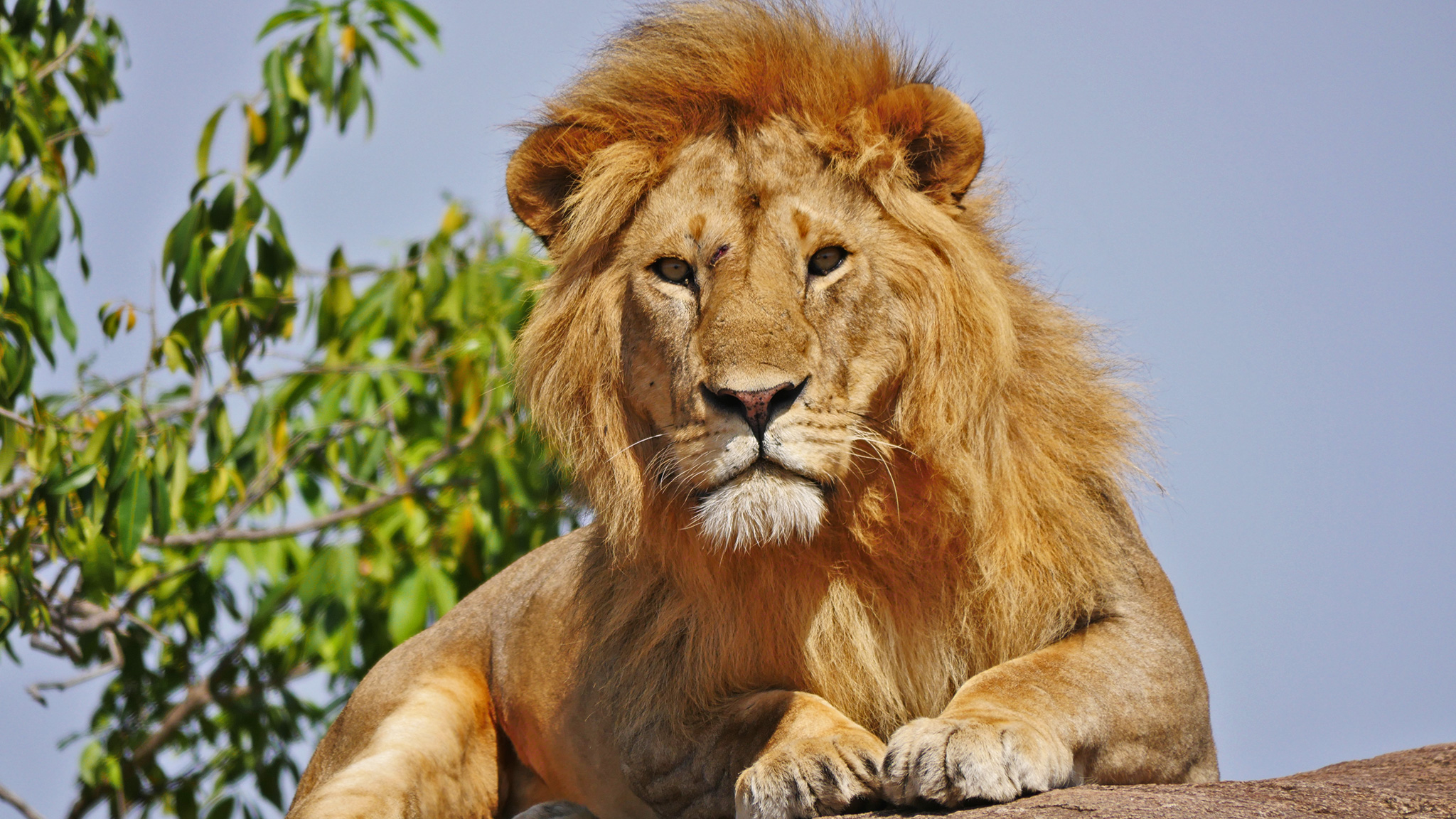 3 Days Serengeti and Ngorongoro Crater