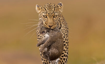 4 Days Masai Mara Safari Experience in Kenya