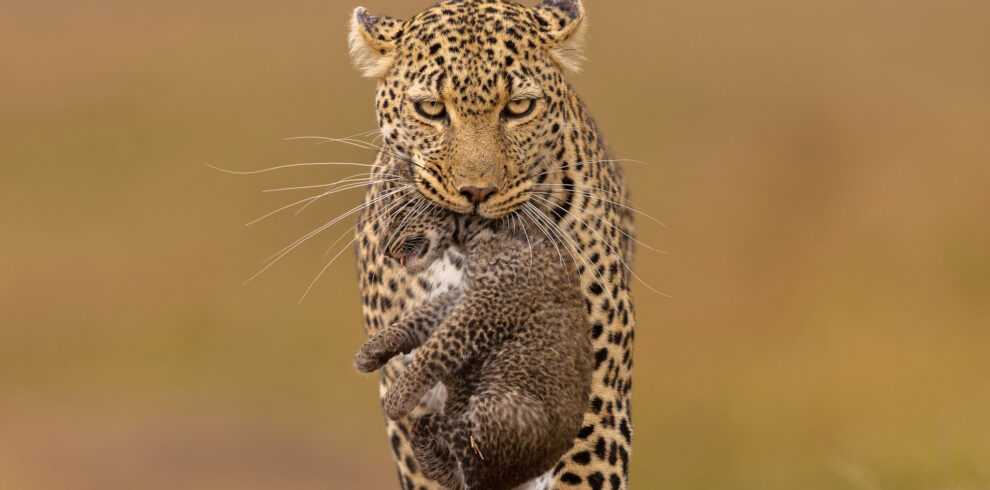 4 Days Masai Mara Safari Experience in Kenya