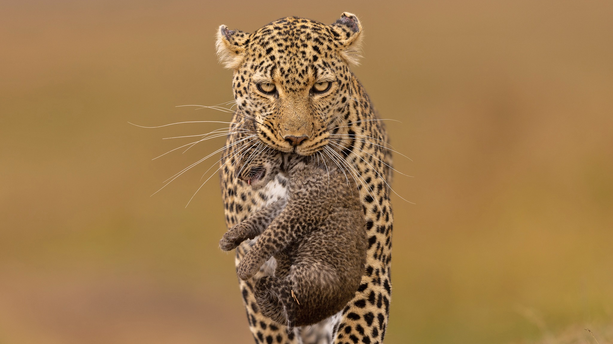 4 Days Masai Mara Safari Experience in Kenya