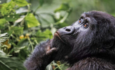 5 Days Gorilla Trekking Safari in Rwanda