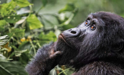 5 Days Gorilla Trekking Safari in Rwanda