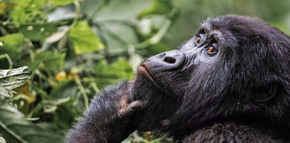 5 Days Gorilla Trekking Safari in Rwanda