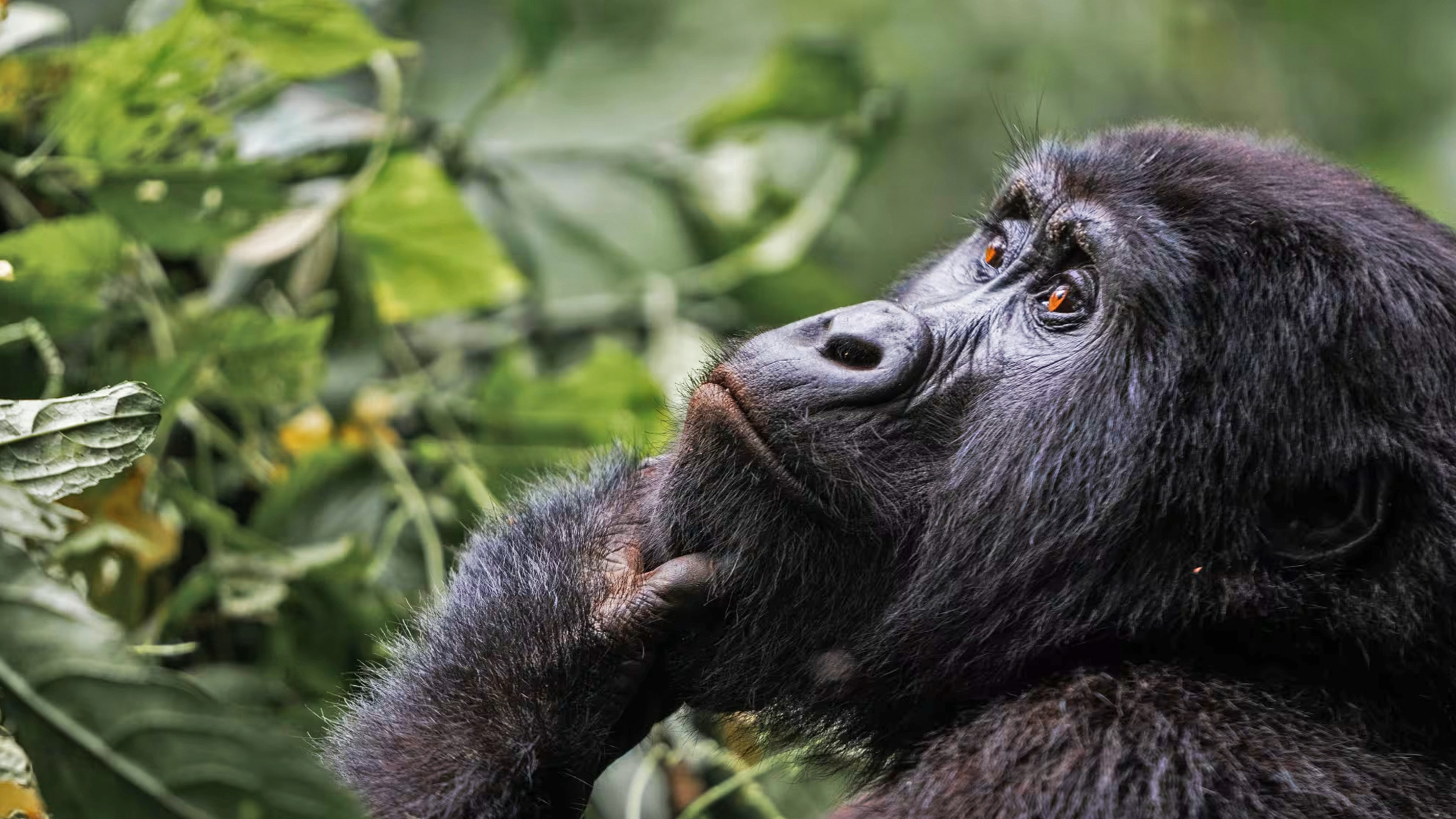 5 Days Gorilla Trekking Safari in Rwanda