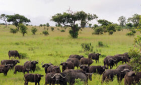 “Top 5 Mistakes First-Time Safari Travelers Make”