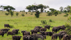 “Top 5 Mistakes First-Time Safari Travelers Make”