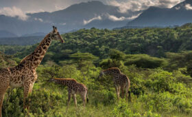 Arusha-National-Park-Safari-Worth-Visiting