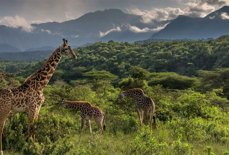 Arusha-National-Park-Safari-Worth-Visiting