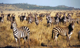 Best-Time-to-Visit-Tanzania--Dry-Season-Safari-Tips