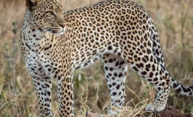 Big-Five-Safari-in-Tanzania-Where-to-See-Each-One