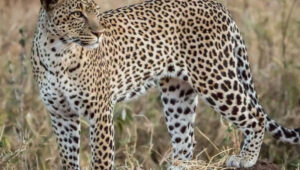 Big-Five-Safari-in-Tanzania-Where-to-See-Each-One