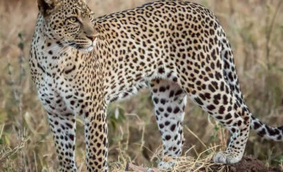 Big-Five-Safari-in-Tanzania-Where-to-See-Each-One