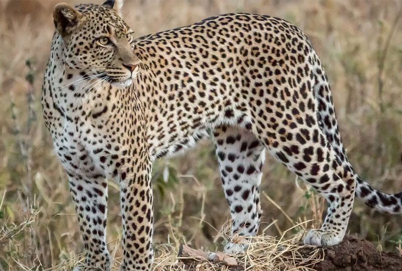 Big-Five-Safari-in-Tanzania-Where-to-See-Each-One