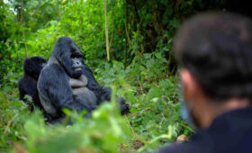 Can-You-See-Gorillas-in-Tanzaniaand-alternatives-nearby