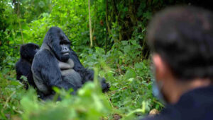 Can-You-See-Gorillas-in-Tanzaniaand-alternatives-nearby