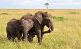 Combining-Kilimanjaro-and-Safari-The-Perfect-Adventure