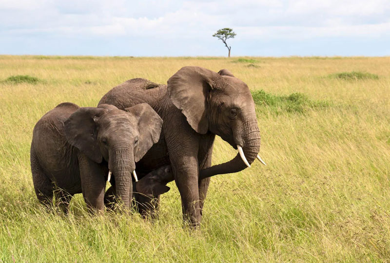 Combining-Kilimanjaro-and-Safari-The-Perfect-Adventure