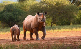 Hidden-Safari-Gems-in-Tanzania-You-Didnt-Know-About