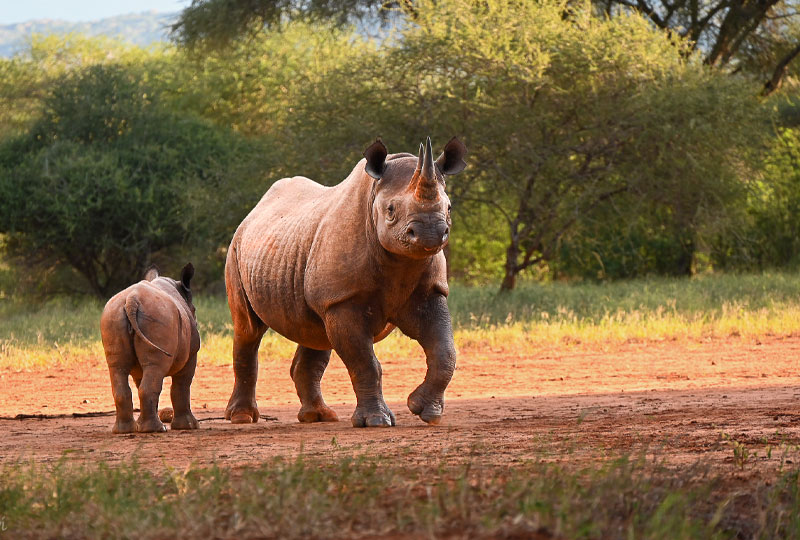 Hidden-Safari-Gems-in-Tanzania-You-Didnt-Know-About