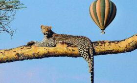 Hot-Air-Balloon-Safari-over-Serengeti-Aerial-Wildlife-Viewing