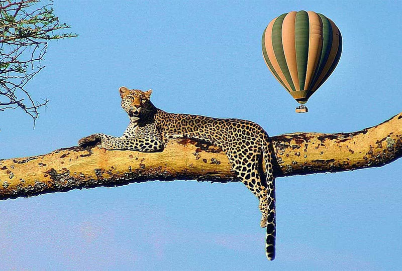 Hot-Air-Balloon-Safari-over-Serengeti-Aerial-Wildlife-Viewing