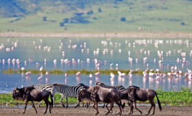 How-Many-Days-Do-You-Need-for-a-Safari-in-Tanzania