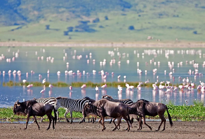 How-Many-Days-Do-You-Need-for-a-Safari-in-Tanzania