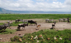 How-Safari-Permits-Work-in-Tanzania-National-Parks