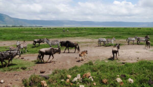 How-Safari-Permits-Work-in-Tanzania-National-Parks