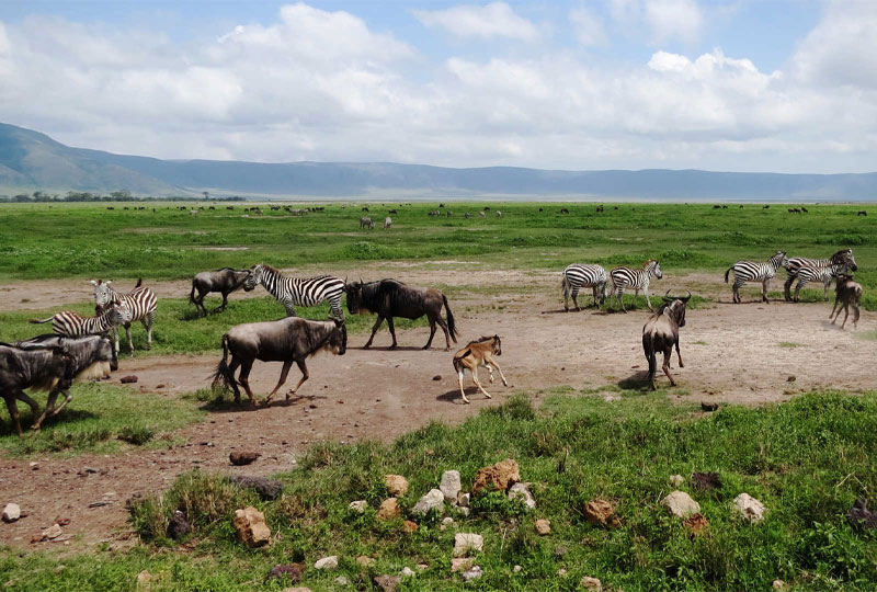 How-Safari-Permits-Work-in-Tanzania-National-Parks