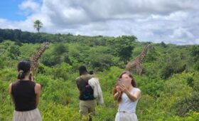 How to Combine Kilimanjaro and Safari in One Trip