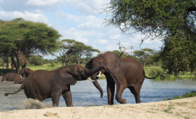 How-to-Plan-a-Tanzania-Safari-in-10-Easy-Steps