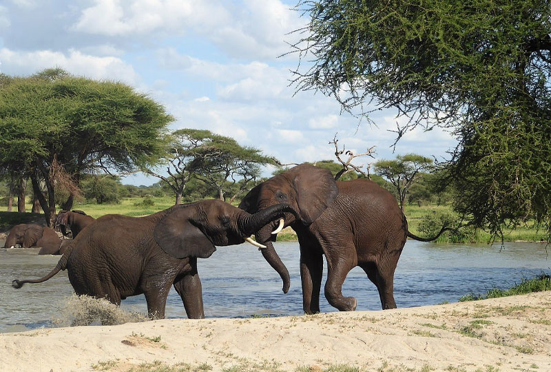 How-to-Plan-a-Tanzania-Safari-in-10-Easy-Steps