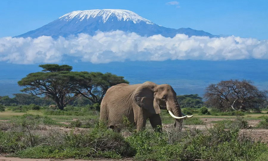 Kilimanjaro vs Mount Kenya: Which to Choose