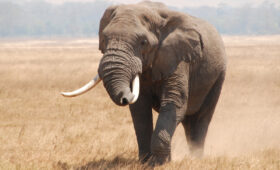 Ngorongoro-Crater-Safari-Big-Five-in-a-Day