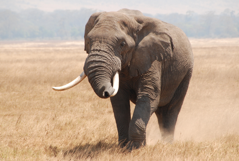 Ngorongoro-Crater-Safari-Big-Five-in-a-Day