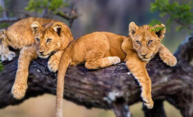 Northern-vs-Southern-Tanzania-Safari-Which-One-to-Choose