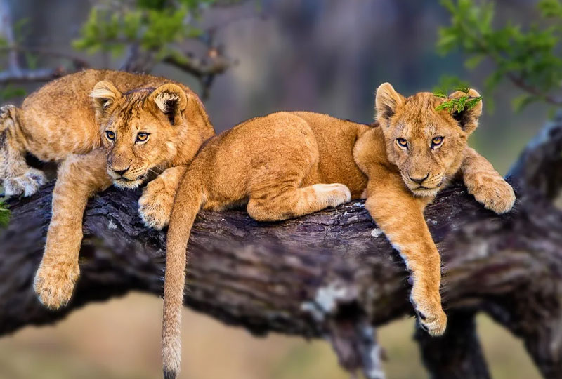Northern-vs-Southern-Tanzania-Safari-Which-One-to-Choose