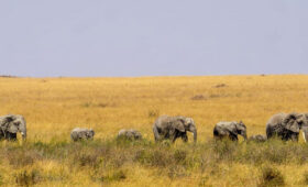 Serengeti-Safari-Month-by-Month-Wildlife-Calendar