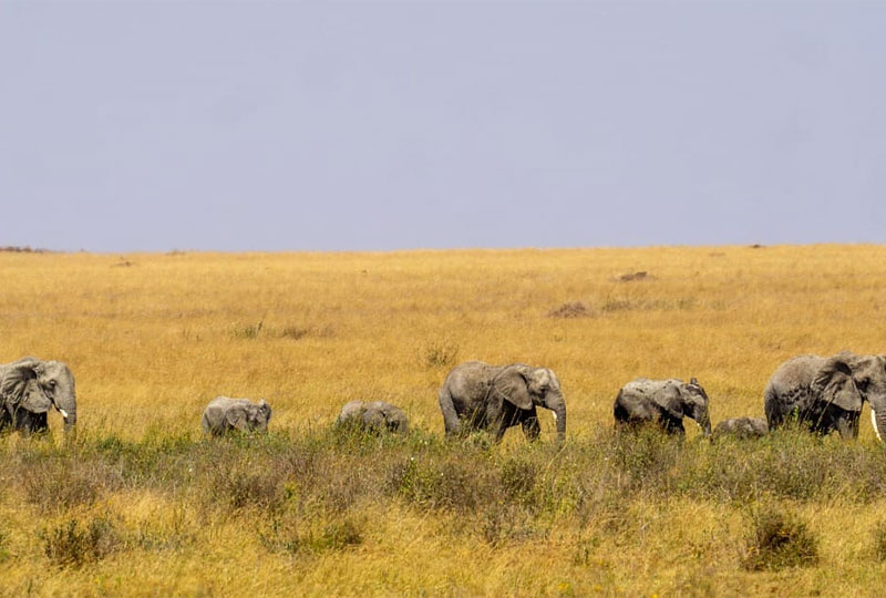 Serengeti-Safari-Month-by-Month-Wildlife-Calendar