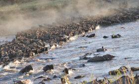 Serengeti Safari Tours When to Go for the Great Migration