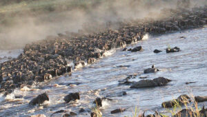 Serengeti Safari Tours When to Go for the Great Migration