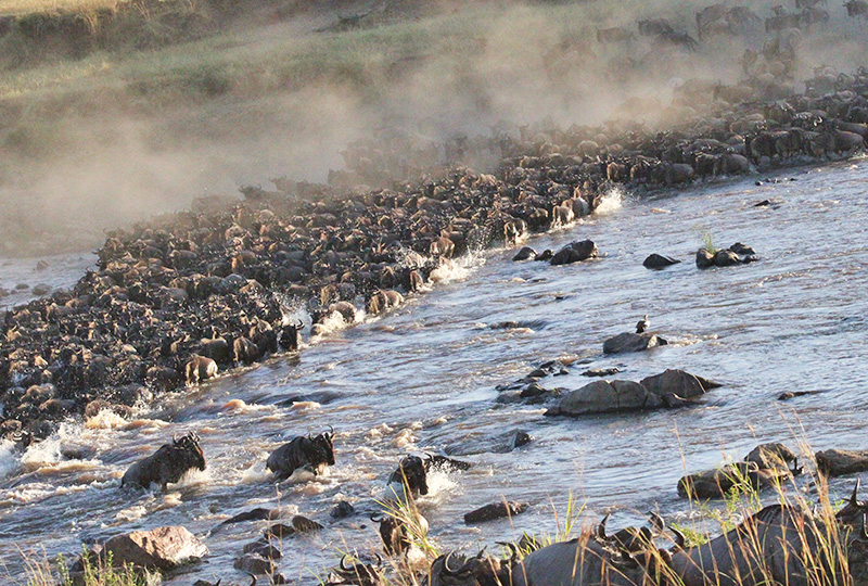 Serengeti Safari Tours When to Go for the Great Migration