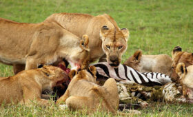 Short-Tanzania-Safaris-from-Arusha-or-Moshi