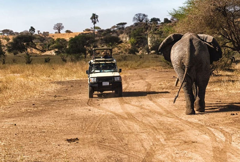 Tanzania-Safari-Booking-Tips-Tours,-Permits-&-Vehicles